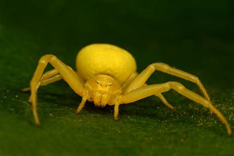 crab spider - old pic | Reptile Forums