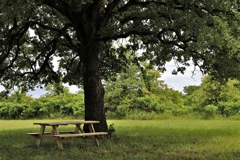 Picnic Table Under Oak Tree Free Stock Photo - Public Domain Pictures