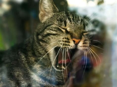 Cat Yawning a Lot: Reasons Why Cats Seem to Always Yawn - MyMoggy