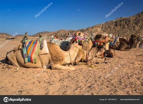 Camels African Desert Egypt Stock Photo by ©Patryk_Kosmider 188195916