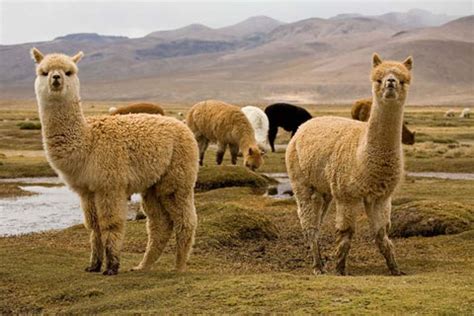 Alpaca Wool - Alpaca International