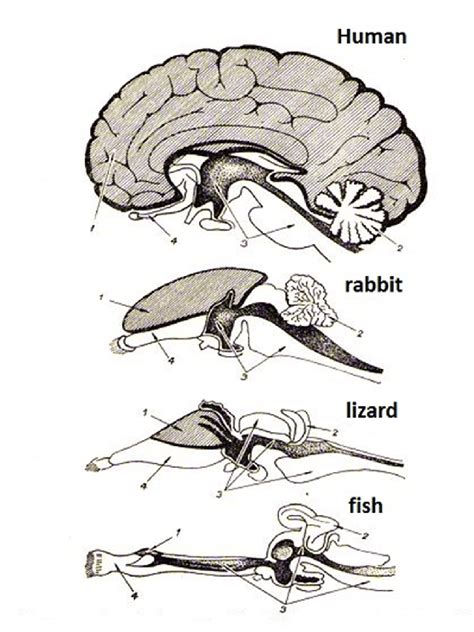 Development ofcerebral cortex of brain of fish, lizard, rabbit and... | Download Scientific Diagram