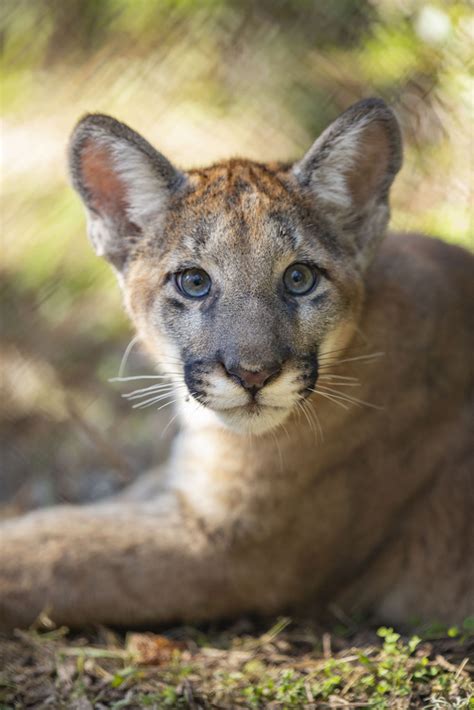 Panther Kittens Make Debut at ZooTampa - Touring Central Florida