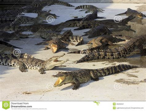 Crocodile Agape. Shot in Samut Prakan Crocodile Farm and Zoo Stock Image - Image of overhead ...