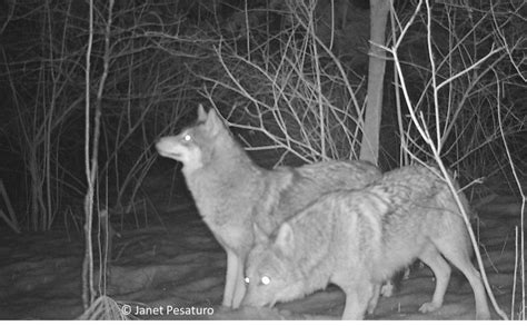 Appreciating the Eastern Coyote and the Story of its Arrival