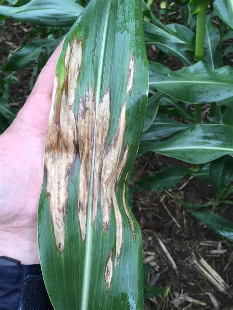 Northern Corn Leaf Blight Continues, Gray Leaf Spot Starts in 2015 ...