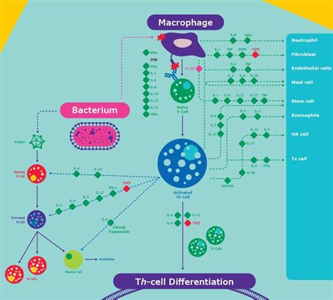 Multiplex Inflammation Signaling | MILLIPLEX® Assays