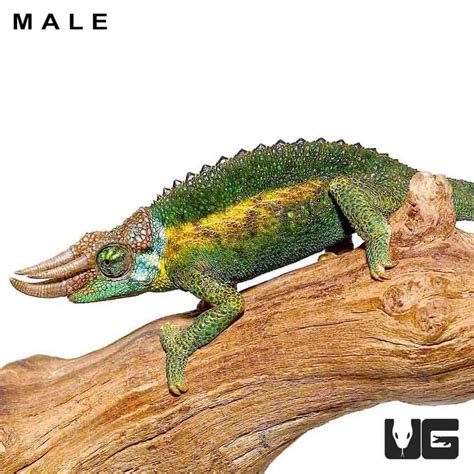 Rainbow Jacksons Chameleons (Jacksonii jacksonii) for sale - Underground Reptiles