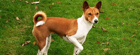 Basenji Dog Characteristics | Traits | Annual Estrus