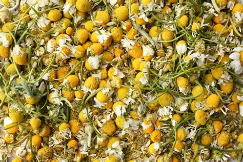 Dried chamomile flowers, closeup - Living Awareness Institute