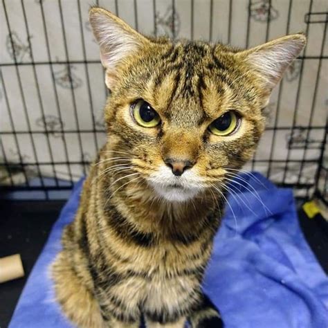 Ohio Shelter Assures that Giggles the Scowling Cat Is Actually Quite ...