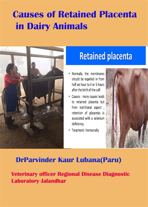 Retained Placenta In Cows Causes - All About Cow Photos