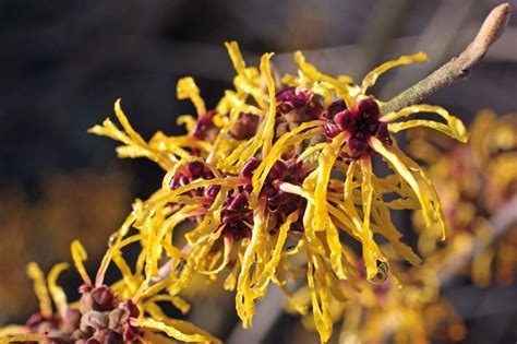 Witch hazel flowers photos