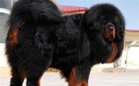 Tibetan Mastiff Dog Breed Information and Photos