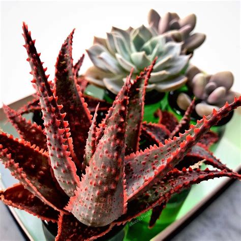 Top 9 Most Unique Red Succulents In The World! | Succulents Network