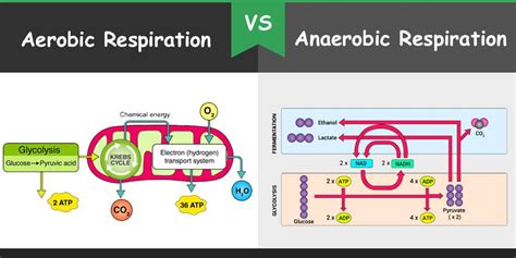 Difference Between Aerobic and Anaerobic Respiration – Bio Differences