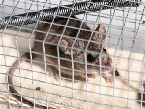 3 Dangers Of DIY Rat Removal | Animal Trappers