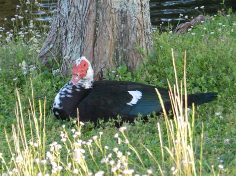 #neocurio #ebayseller #muscovy #turkey #duck #goose #birdwatching # ...