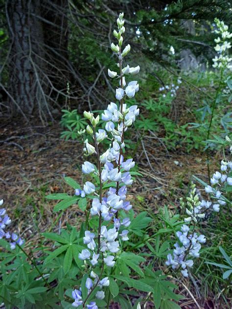 Pale blue lupine: Paradise Meadows, Lassen Volcanic National Park, California