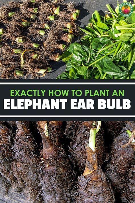 Propagating Elephant Ear - Garden Plantation