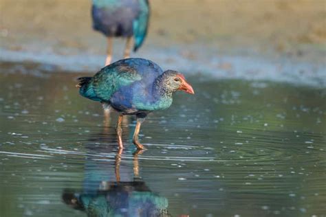 15 Bird Sacntuaries around Delhi, Bird Sanctuary near delhi - Treebo