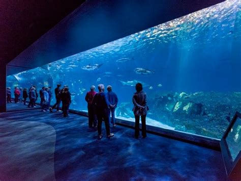 Discover The North Carolina Aquarium – 4 Locations Statewide – Trips To ...