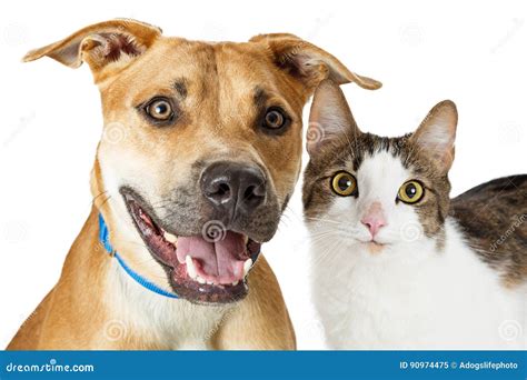 Happy Crossbreed Cat and Dog Together Stock Image - Image of domestic ...