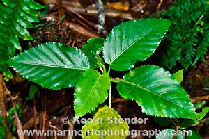 Urticaceae, Nettle Family