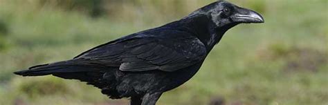 Common Raven