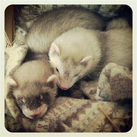 Baby ferrets sleeping on a winter jumper. 7 weeks old. Really cute pet photo. | Baby ferrets ...