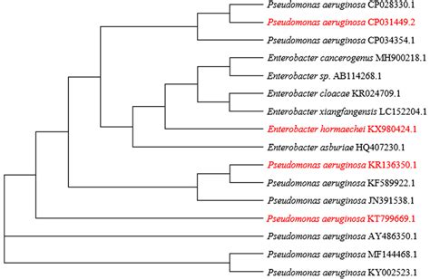 The phylogenetic tree of the bacteria from this study (red) in relation... | Download Scientific ...