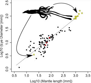 Why the giant squid eye? | Deep Sea News