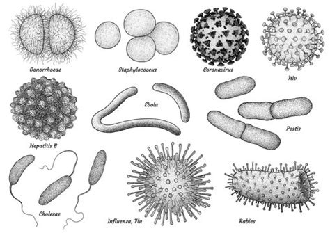 Harmful Microorganisms With Names