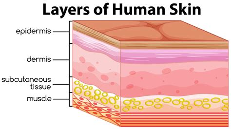 5-Step Guide to Rejuvenate All Skin Layers – From Deep to Superficial ...