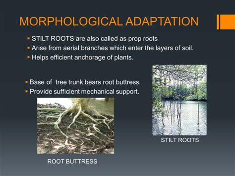 Adaptations of epiphytes and halophytes