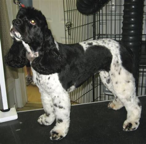 Summer cut: Cocker Spaniel in a skirtless Cocker cut with moderately ...