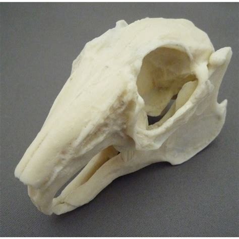 Rabbit Skull Model ZKA-005-R | Plastic Veterinary Skull Replica | ESP ...