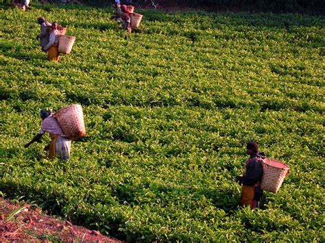 NANCY CHUANG PHOTOGRAPHY: Picking tea | Mulanje, Malawi