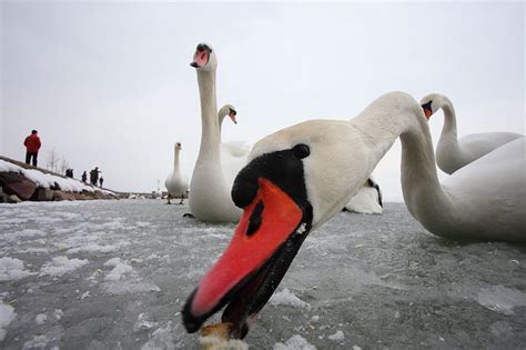 Winter at Lake Balaton: Two photos – Pannonland.com