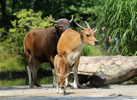 New Cambodian protected forest offers hope for endangered wildlife