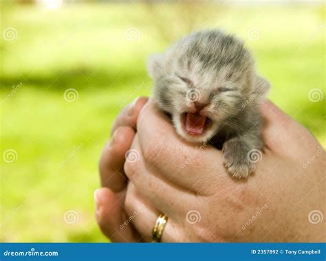 Baby Kitten With Eyes Closed Stock Photography - Image: 2357892