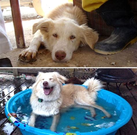 30 Before And After Photos Of Rescued Dogs That Show Importance Of Adoption