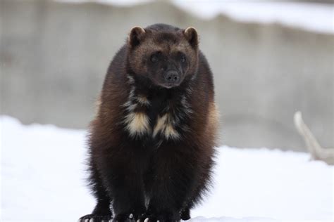 Michigan Exposures: Wolverines at the Zoo