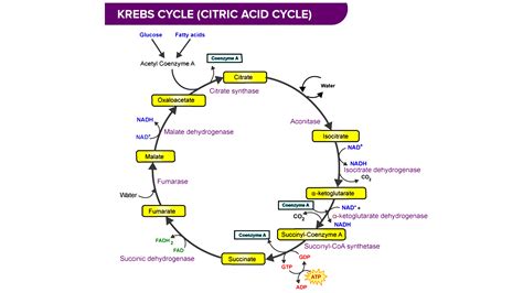 The number of ATP molecules produced by ETS from Krebs intermediates after a single turn of the ...