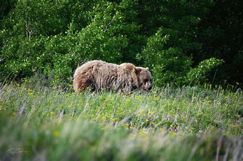 Grizzly Bear at Glacier National Park Photograph by Russ Taylor