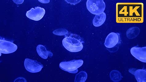 Beautiful Relaxing 4K Jellyfish Aquarium Screensaver ★-★-★