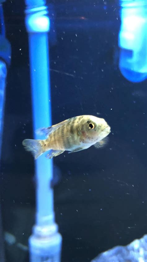 Anyone able to ID this mbuna for me? : r/Cichlid