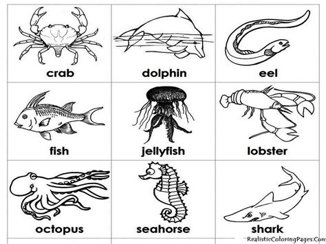 Cute Ocean Animals Coloring Pages