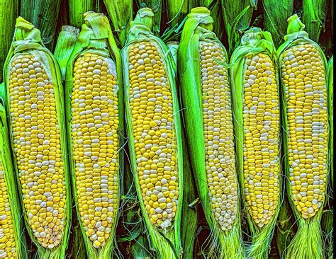 Ears of Corn Photograph by Nick Zelinsky Jr - Pixels