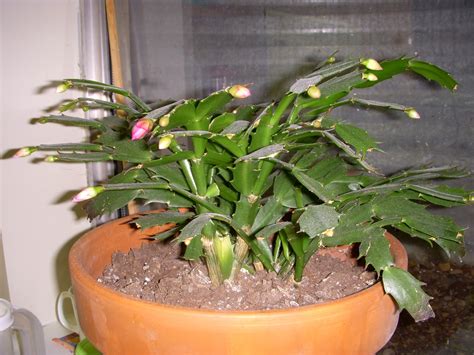 Life, by Merry and Dave: The Christmas Cactus Blooms Again!